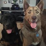 Profile Picture of Tracy (@tndschwarz) on Instagram