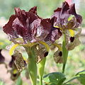 Profile Picture of Iris paradoxaon Wikipedia