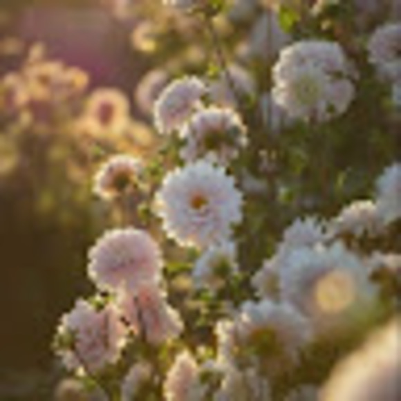 Profile Picture of Cailey Wright (@caileywright793) on Poshmark