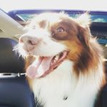 Profile Picture of Hank Williams Bartlett (@hank_williams2008) on Instagram