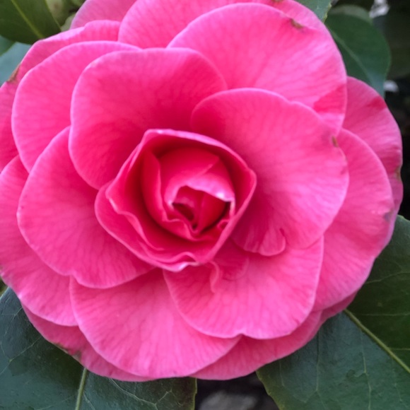 Profile Picture of Cristy Mohatt (@cris_adams) on Poshmark