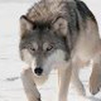 Profile Picture of David Pearce (@david-pearce-43) on Quora
