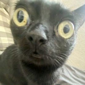 Profile Picture of Michael Broderick (@michaelbroderick_3209) on Tiktok