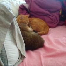 Profile Picture of Nancy OShields (@nancyhasjulian) on Twitter