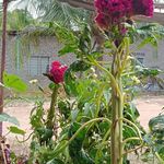 Profile Picture of Jelani Muhammad (@jelani4699) on Instagram