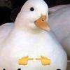 Profile Picture of Chris Manning (@chrismanning24) on Tiktok