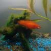 Profile Picture of Adam Gas (@@adamgas5) on Tiktok
