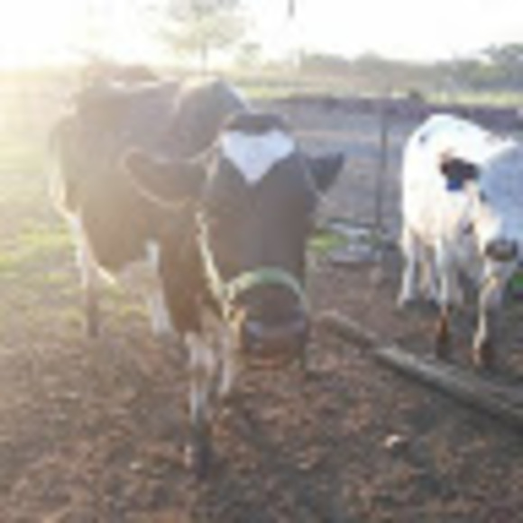 Profile Picture of Katelyn Wheeler (@katelynmw06) on Poshmark