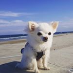 Profile Picture of Mackey (@bianca_and_mackey) on Instagram