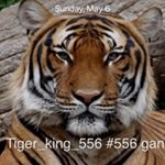 Profile Picture of bradley herring (@tiger_king_556) on Instagram