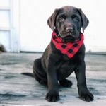 Profile Picture of Drake Thomas (@chubbychocolab) on Instagram