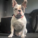 Profile Picture of Bert Wilson White (@bert.the.bulldog) on Instagram