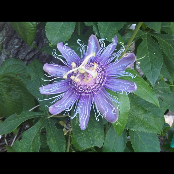 Profile Picture of Kerry Faudree (@kkfaudree) on Poshmark