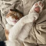 Profile Picture of Joanne kim Milnes (@annikemjo) on Instagram