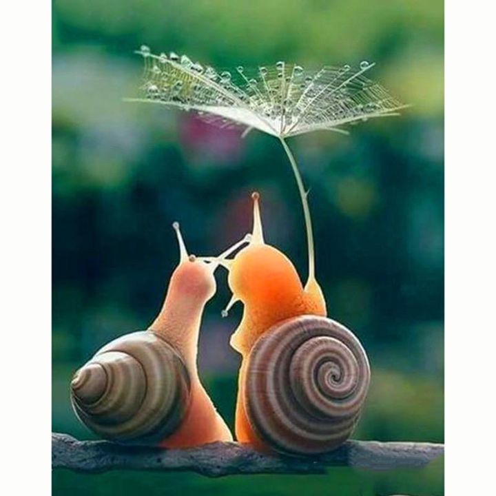 Profile Picture of coco + buddy (@x.coco..buddy.x) on Tiktok