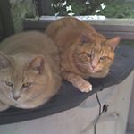 Profile Picture of Sherri Schmidt (@rustyandsandy) on Instagram