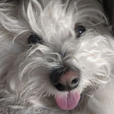 Profile Picture of Joseph Coloma (@RenegadeKira) on Twitter