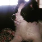 Profile Picture of Max (@kendragabbard2018) on Instagram