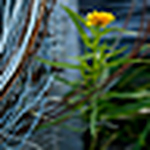 Profile Picture of _arely_ (@_arely_) on Flickr