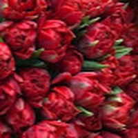 Profile Picture of Maryam Irshad (@maryam-irshad-47) on Quora