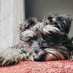 Profile Picture of Muni the Chunky Monkey (@muni_the_schnauzer) on Instagram