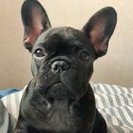 Profile Picture of Saint Minion Lucille (@lucille.the.frenchie) on Instagram