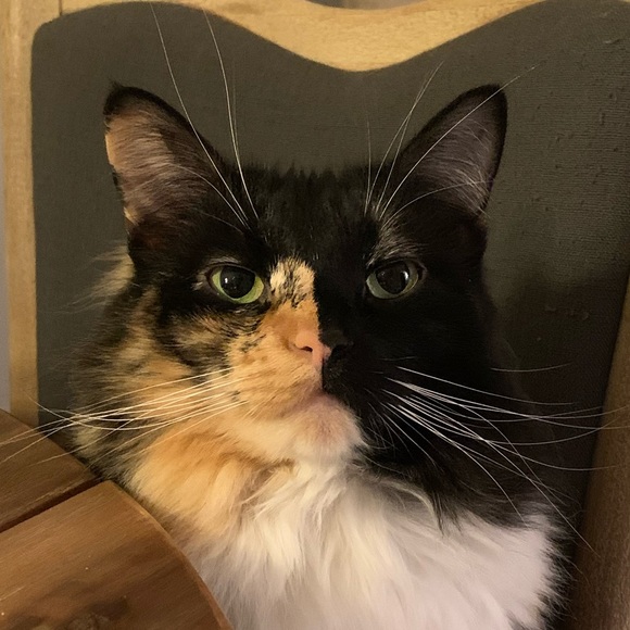 Profile Picture of Zach Allen (@allenzach65) on Poshmark