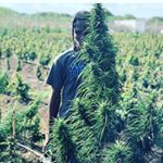 Pablo James - Instagram Profile Picture of Pablo James (@pablojames612) on Instagram