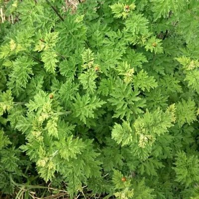 Profile Picture of 衫田加代 (@ShanTianJiaDai) on Twitter