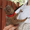 Profile Picture of Jessie Nadeau (@@squirrelsandfriends) on Tiktok