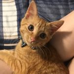 Profile Picture of Ginger Steele🐾 (@miss.ginger._) on Instagram