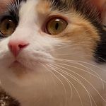 Profile Picture of Judy Steinberg Kyle (@teacherva4) on Instagram