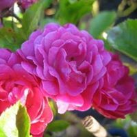 Profile Picture of Rosemarie Dorothea Rofe Richards (@roferichards) on Pinterest