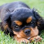 Profile Picture of Hans Edlund (@hans_viola_edlund) on Instagram