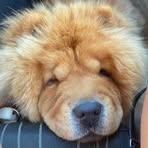 Profile Picture of Lysa Gocic (@Lysa-Gocic) on Facebook