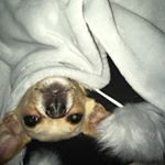 Profile Picture of Chippy Anchalota Ruppert (@anchalotaloveya) on Instagram