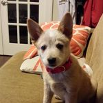 Profile Picture of Brian David Pelowski (@tailwagndog) on Instagram