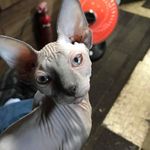 Profile Picture of Brian Koerner (@koernerbrian) on Instagram