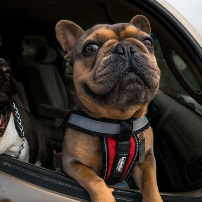 Profile Picture of Doghousephotography (@cameronchacker) on Twitter