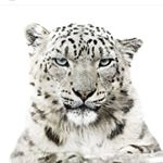 Profile Picture of JAVIER HERNANDEZ PIÑEIRO (@salvaje_photography) on Instagram