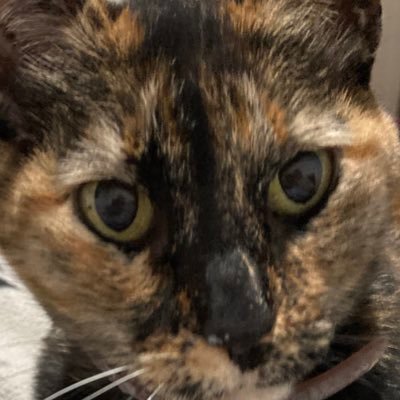 Profile Picture of Verónica Sequeira (@verseqa) on Twitter