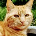 Profile Picture of Charlie Clarkson Ginger King (@CharlieClarksonGingerKing) on Facebook