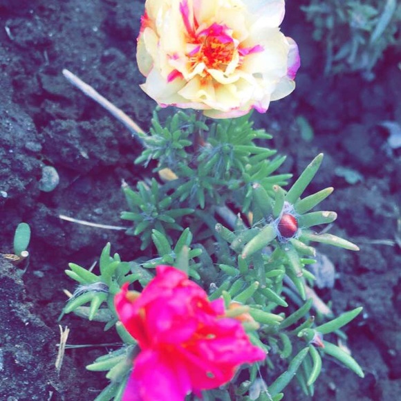 Profile Picture of Shannon Baerlocher (@baerlocher1233) on Poshmark