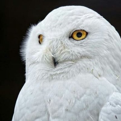 Christine Dequeant - Twitter Profile Picture of Christine Dequeant (@ChristineDequ17) on Twitter