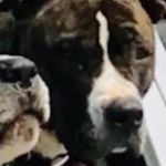 Profile Picture of Lorne Devine (@lornejdevinejdevine56) on Instagram