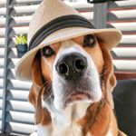 Profile Picture of DAVE | BEAGLE | MENACE (@davethebeagle) on Instagram