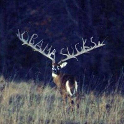 Profile Picture of Sam Elsner (@bulldogarchery) on Twitter