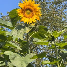 Profile Picture of Toni Mortimer (@tmortimer) on Pinterest