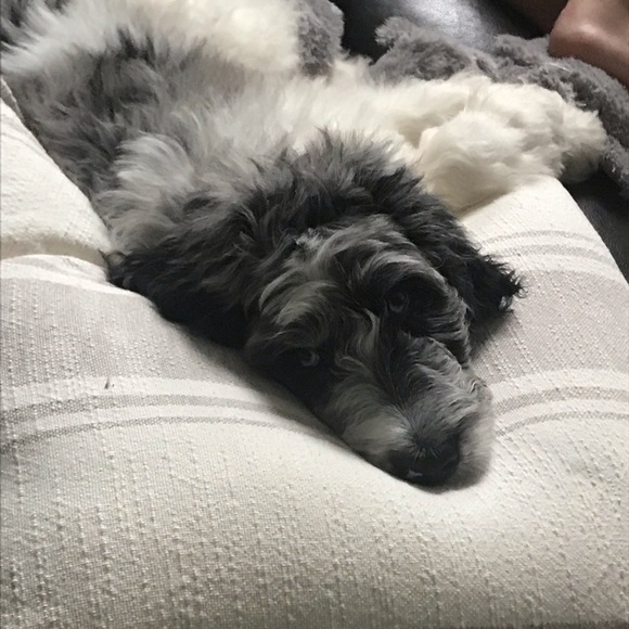 Profile Picture of Paul Dillon (@paul_dillon) on Poshmark