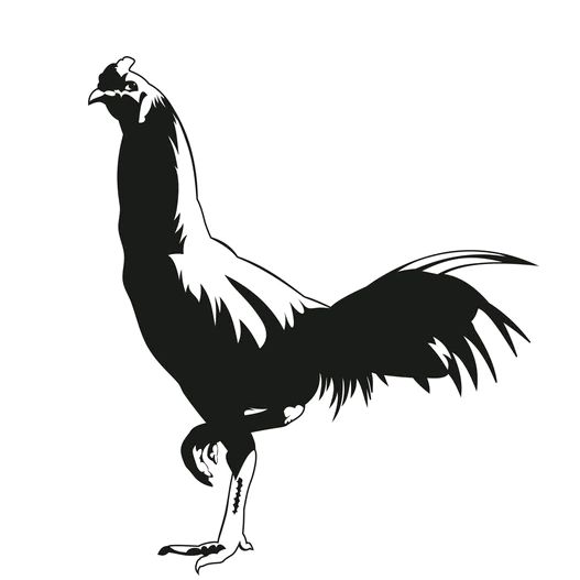 Profile Picture of Thomas (@thomaspacheco502) on Tiktok